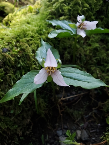 Trillium hibbersonii (Trillium hibbersonii)
