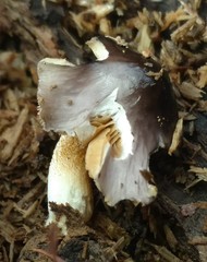 Bolbitius reticulatus