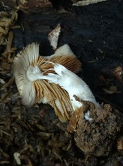 Bolbitius reticulatus