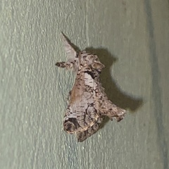 Inguromorpha polybia