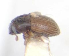 Pycnarthrum hispidum