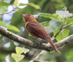 Rhytipterna holerythra