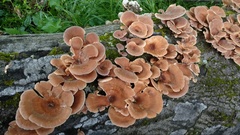 Panus lecomtei