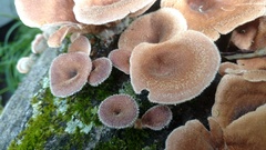 Panus lecomtei
