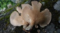 Panus lecomtei