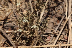 Henrya insularis