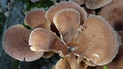 Panus lecomtei