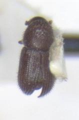 Hypothenemus seriatus