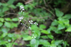 Iodanthus pinnatifidus