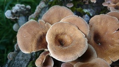 Panus lecomtei