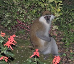 Chlorocebus aethiops