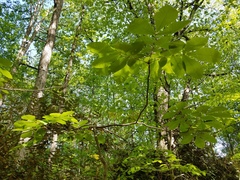 Carya