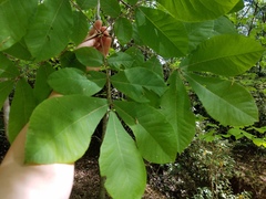 Carya