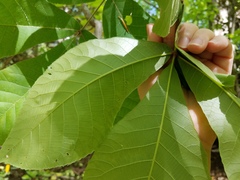 Carya