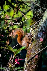 Sciurus pucheranii