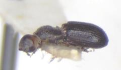 Hypothenemus seriatus