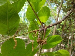 Carya