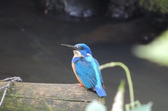 Alcedo semitorquata