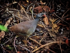 Crypturellus tataupa