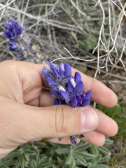 Lupinus saxosus