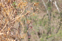 Saucerottia beryllina