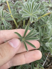 Lupinus saxosus