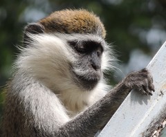 Chlorocebus aethiops