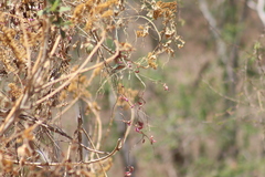 Saucerottia beryllina