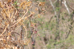 Saucerottia beryllina