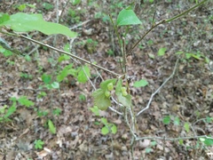 Neuroterus quercusirregularis