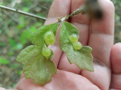 Neuroterus quercusirregularis