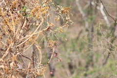 Saucerottia beryllina