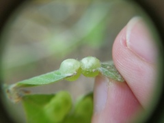 Neuroterus quercusirregularis