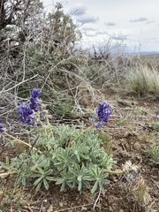 Lupinus saxosus