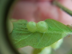 Neuroterus quercusirregularis