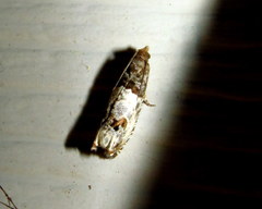 Notocelia rosaecolana