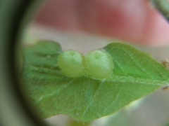 Neuroterus quercusirregularis