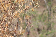 Saucerottia beryllina