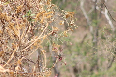 Saucerottia beryllina