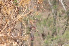 Saucerottia beryllina