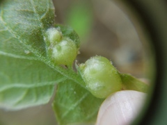 Neuroterus quercusirregularis