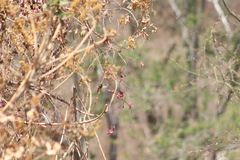 Saucerottia beryllina