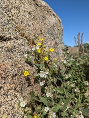 Erythranthe geniculata