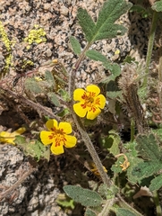 Erythranthe geniculata