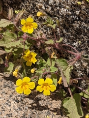 Erythranthe geniculata