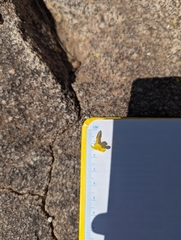 Erythranthe geniculata