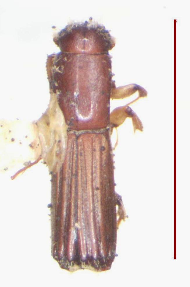 Tesserocerus rudis