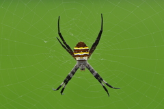 Argiope amoena