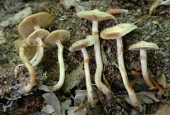 Kuehneromyces marginellus