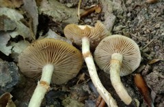 Kuehneromyces marginellus